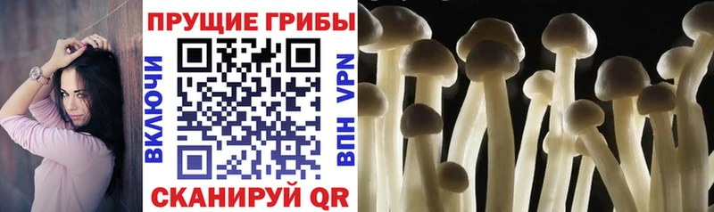блэк спрут как зайти  Вяземский  Галлюциногенные грибы Psilocybine cubensis  дарнет шоп 
